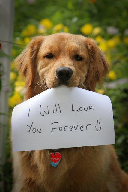 Sunshine golden retriever rescue discount adoptable dogs