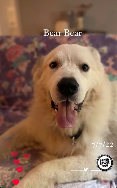 J and l golden retriever sale rescue