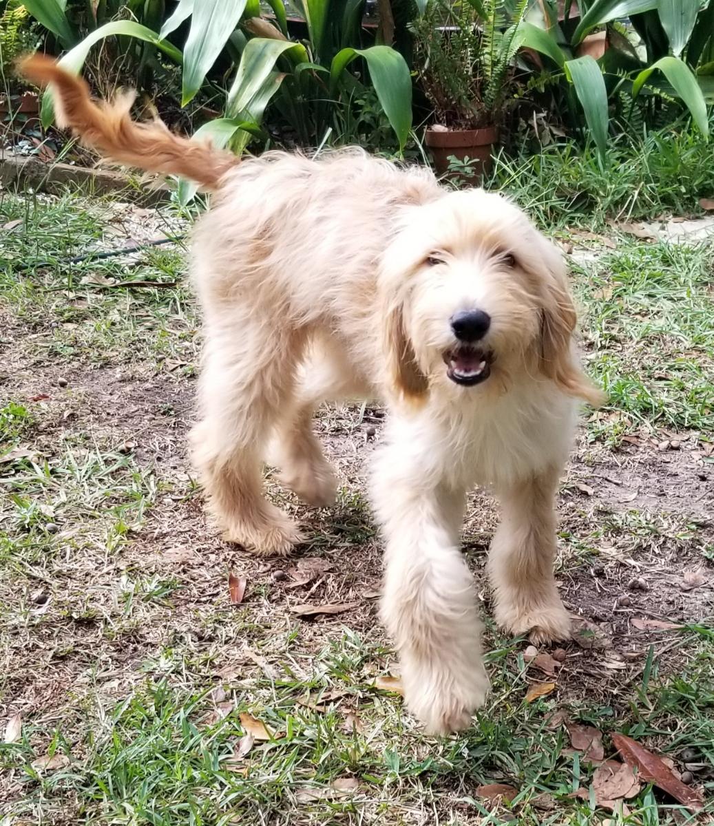 Happy Tails J L Golden Retriever Rescue